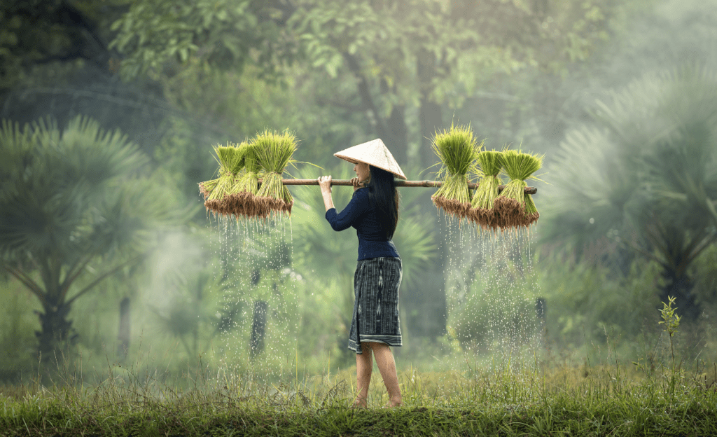 Vietnam rice harvesting